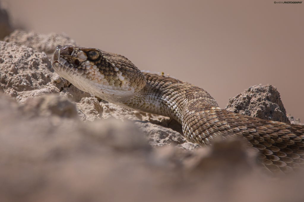 Red Diamond Rattlesnake reference