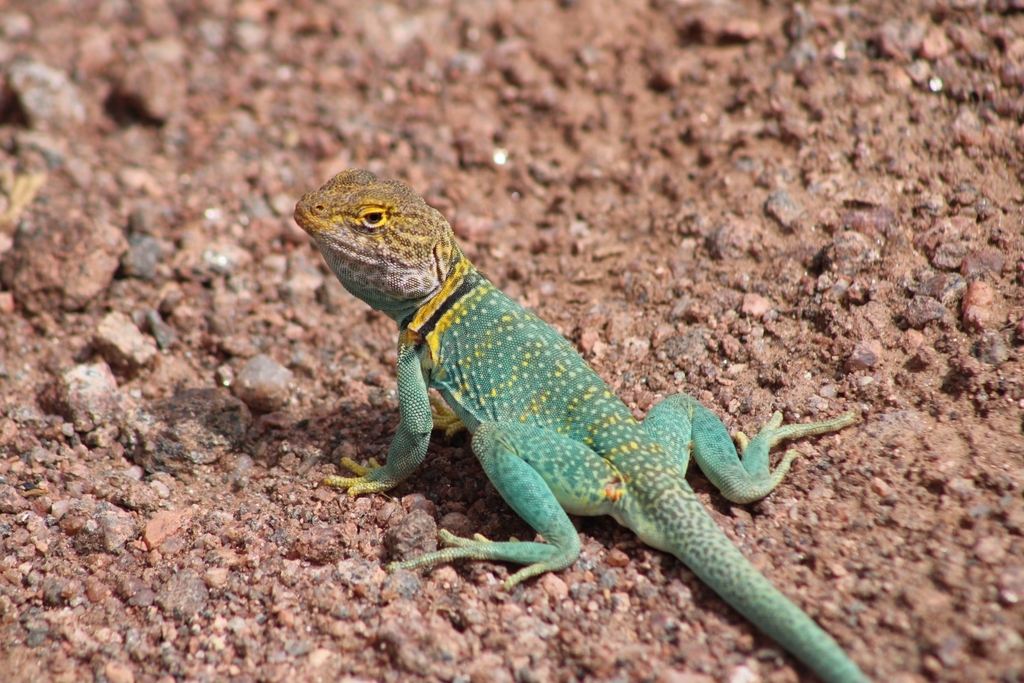 Eastern Collared Lizard reference