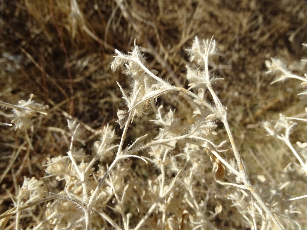 Turkey Mullein reference