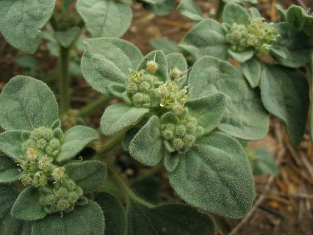 Croton setigerus reference