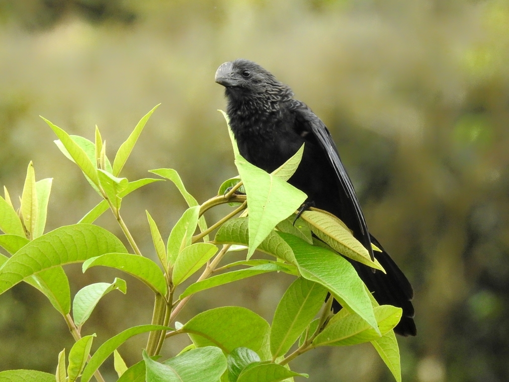 Smooth-billed Ani reference