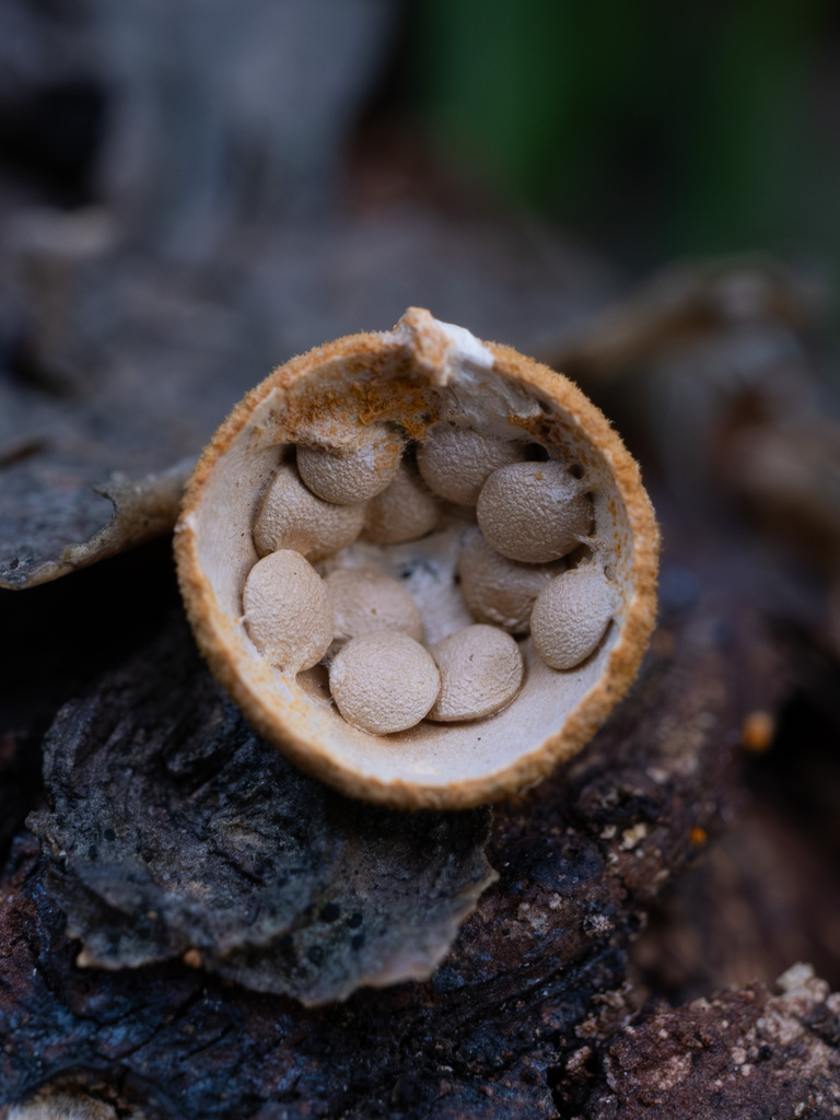 common bird's nest fungus reference