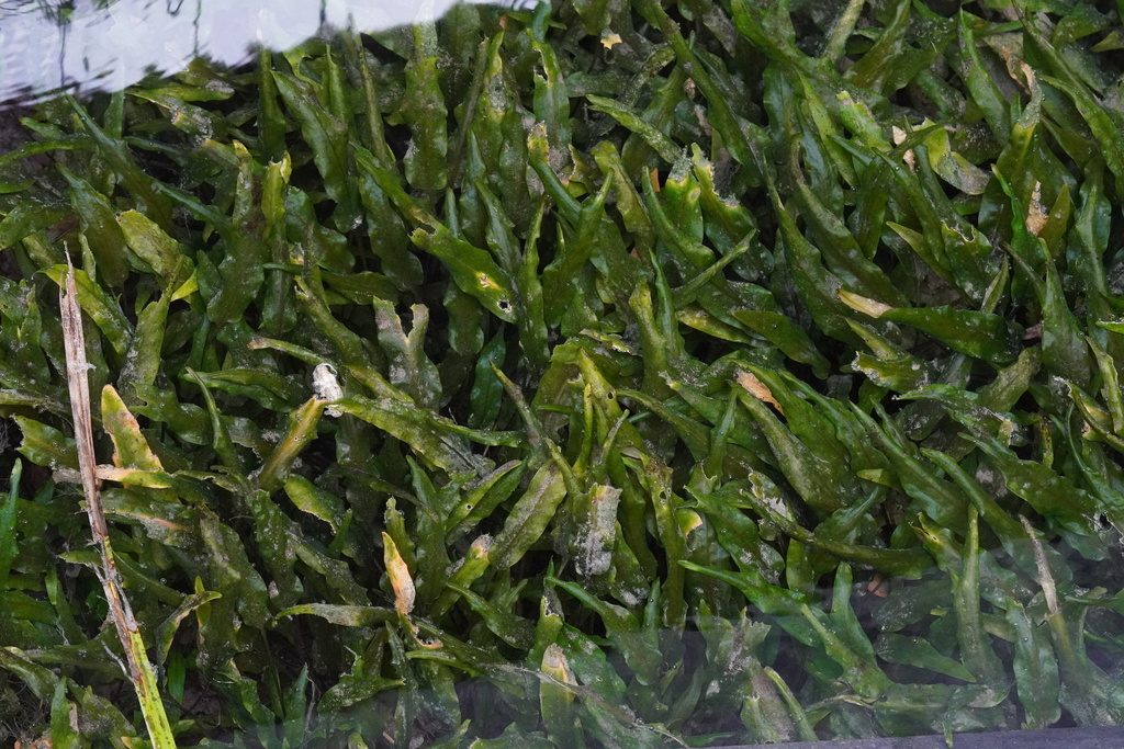 Cryptocoryne wendtii reference