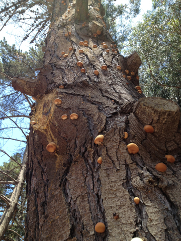 Veiled Polypore reference