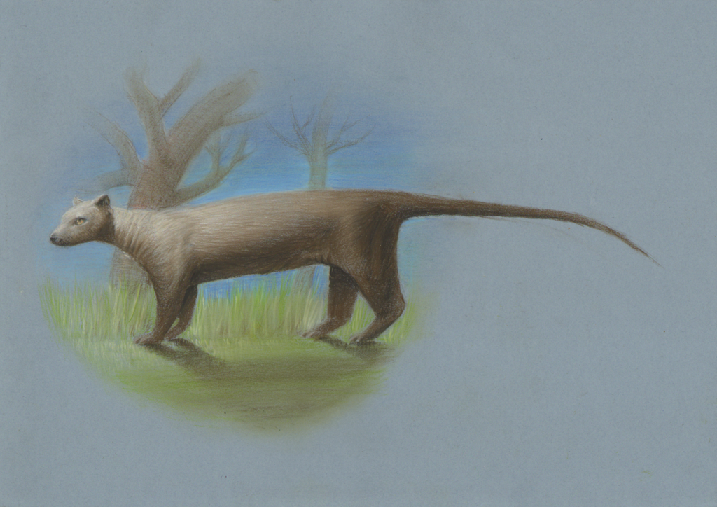 Giant Fosa reference