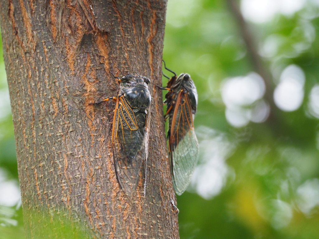 Eastern Horse Cicada reference