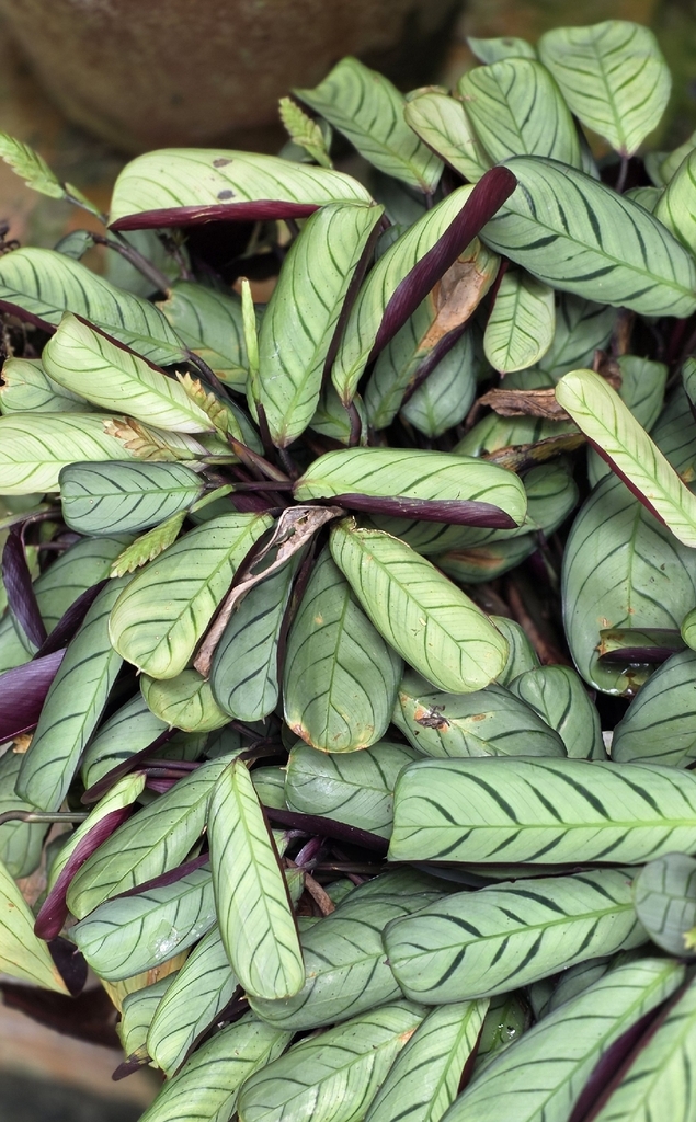 Ctenanthe burle-marxii reference