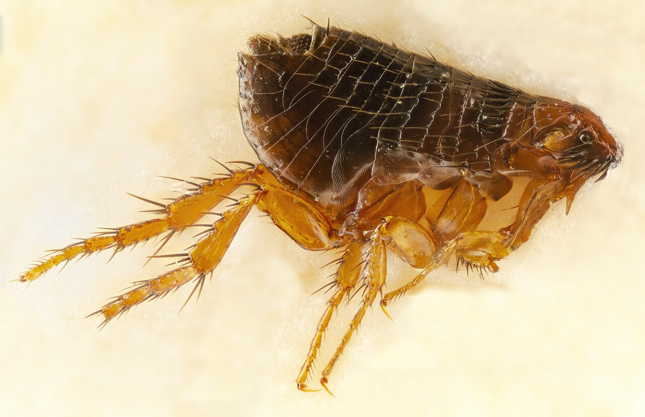 Dog Flea reference