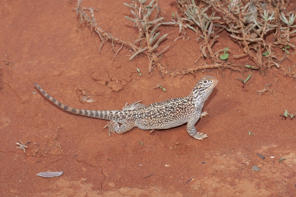 Central Netted Dragon reference