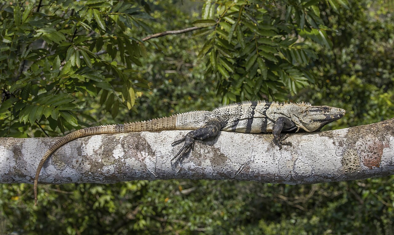 Black Spiny-tailed Iguana reference