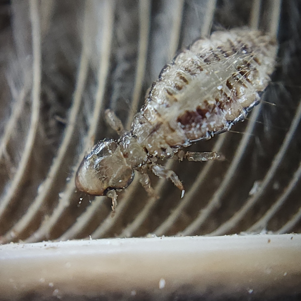 Poultry Head Louse reference