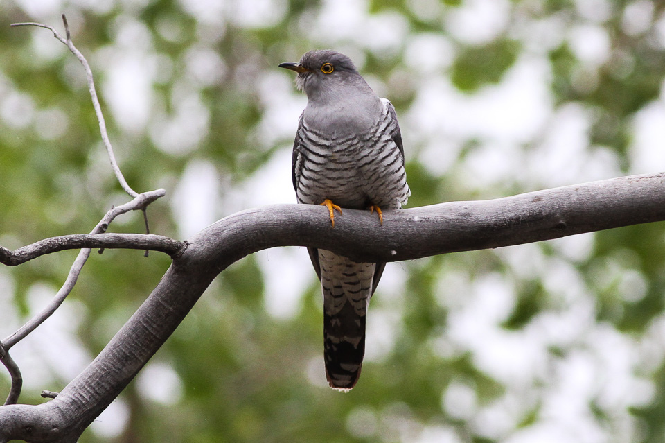 Common Cuckoo reference