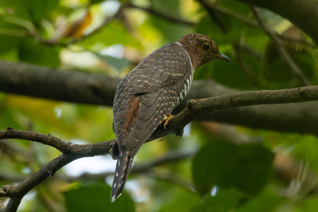 Lesser Cuckoo reference