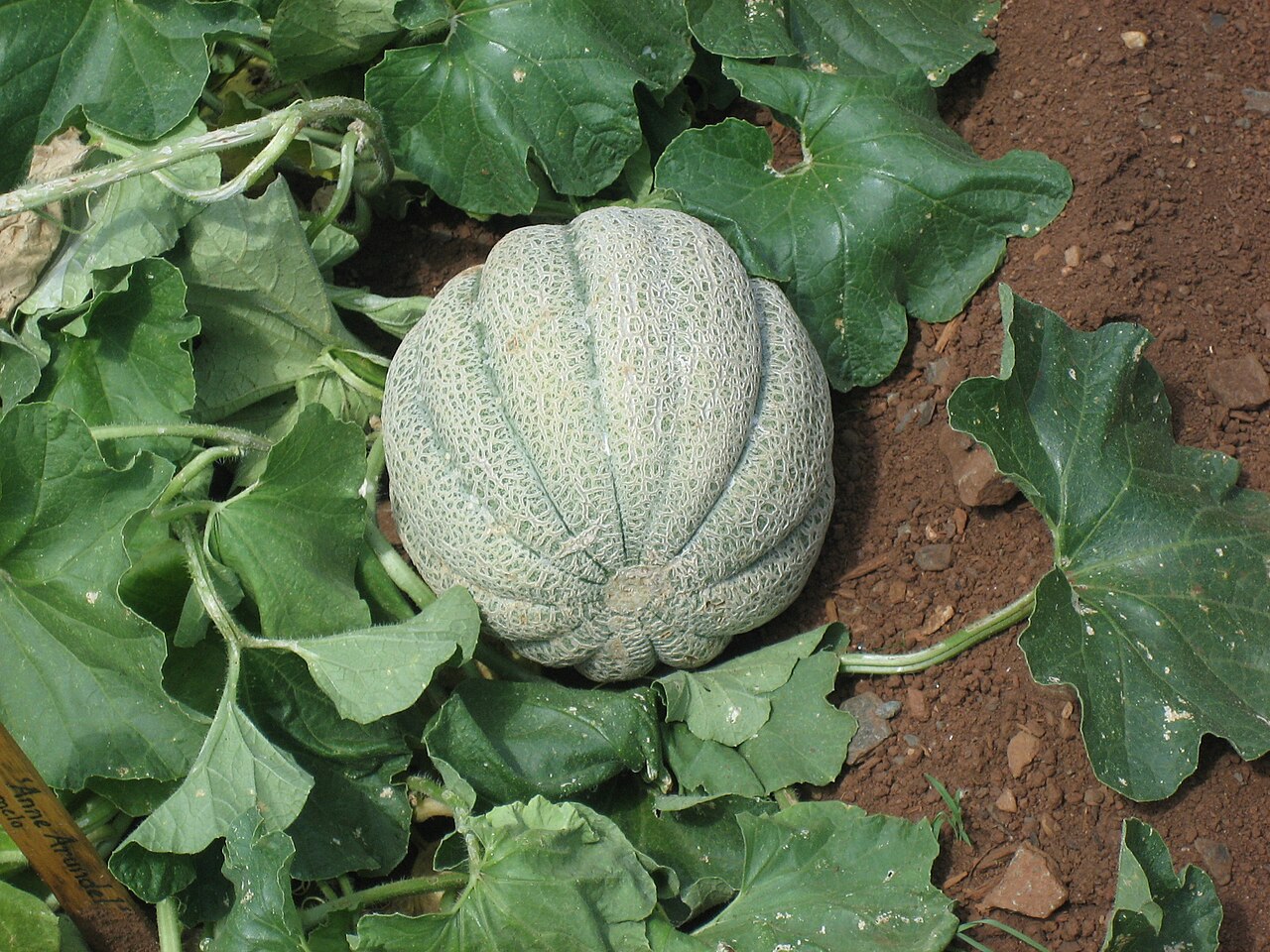 Muskmelon reference