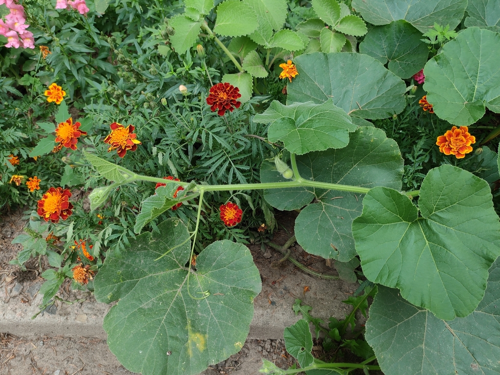 Winter Squash reference