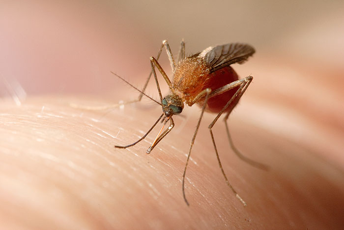 Common house mosquito reference
