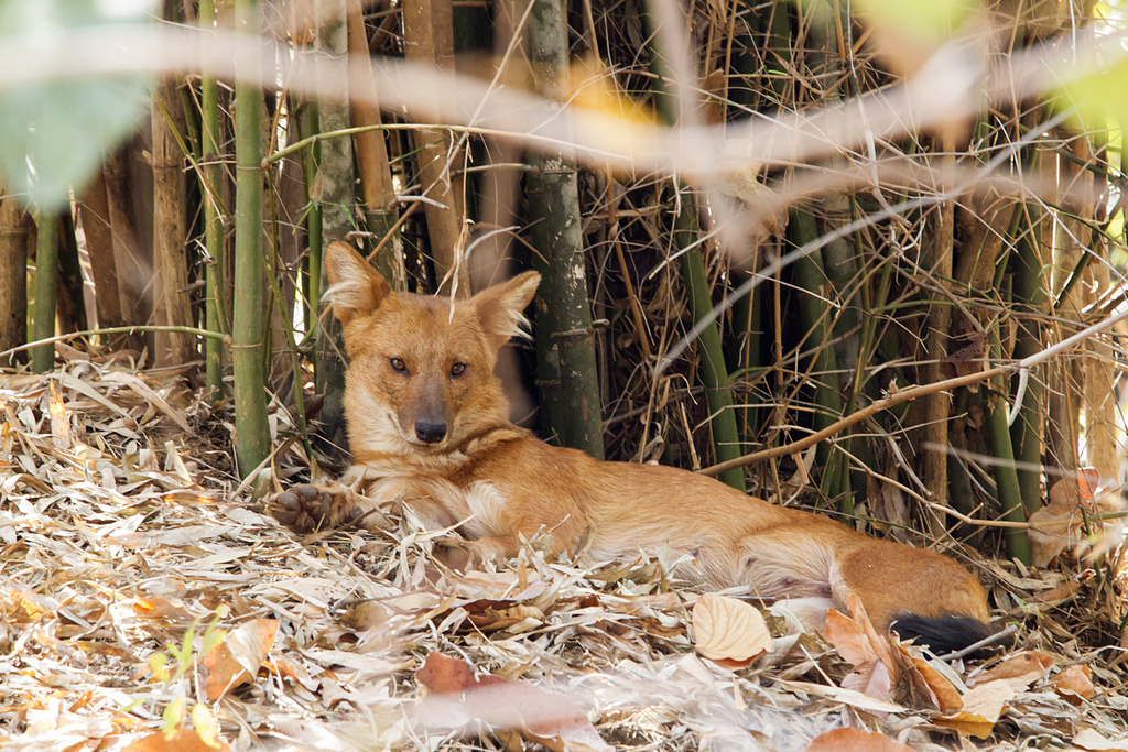 Dhole reference