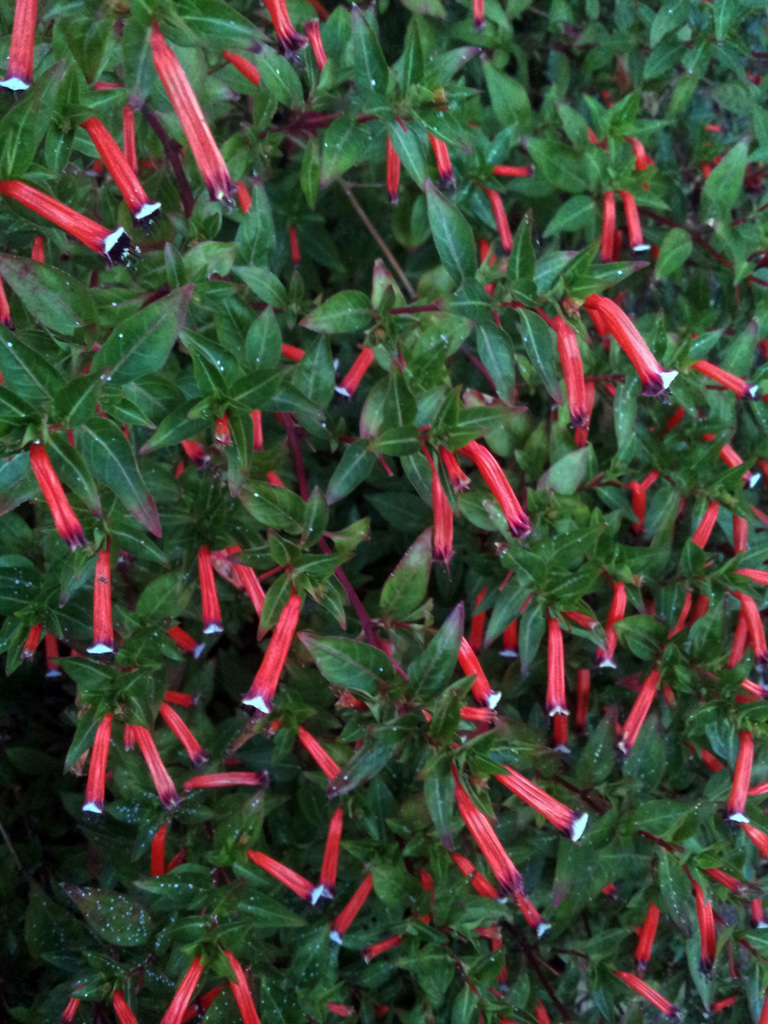 Cigar Plant reference