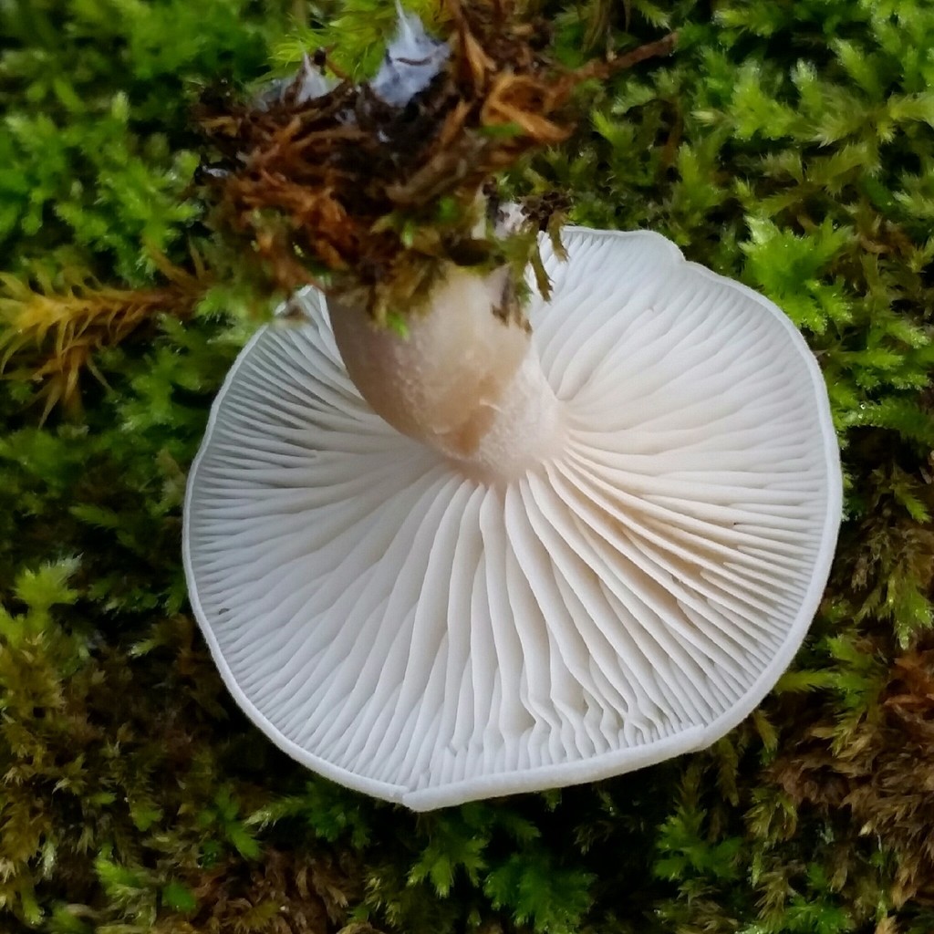 Snowy Waxcap reference