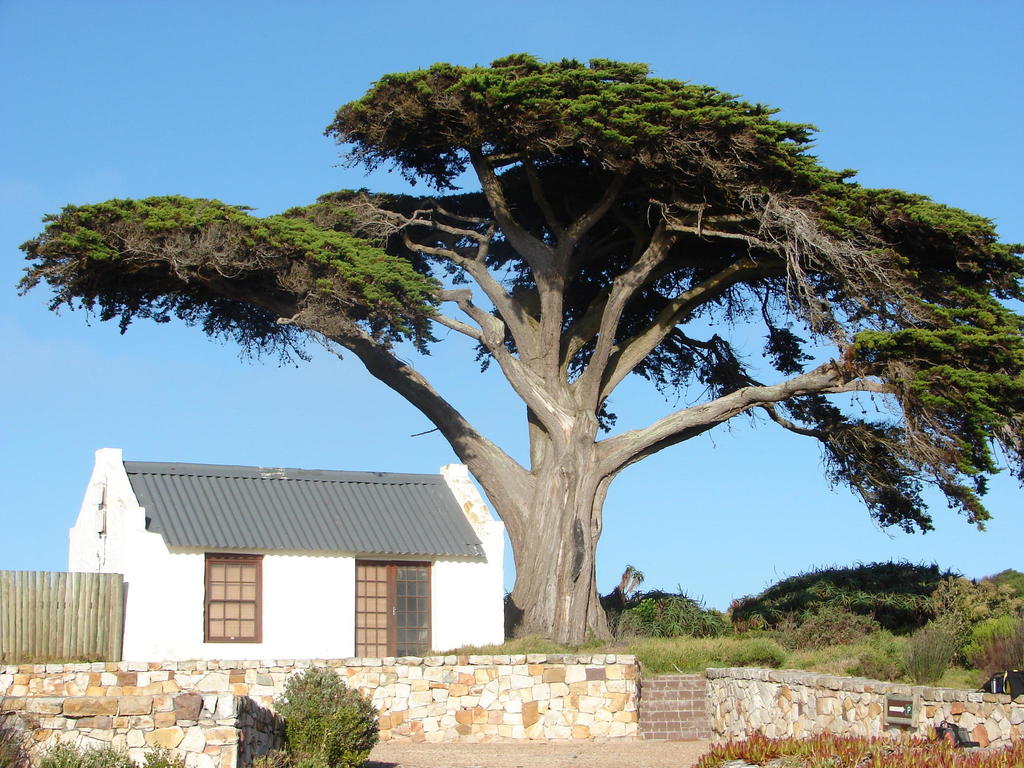 Monterey Cypress reference