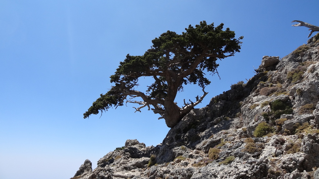 Mediterranean Cypress reference