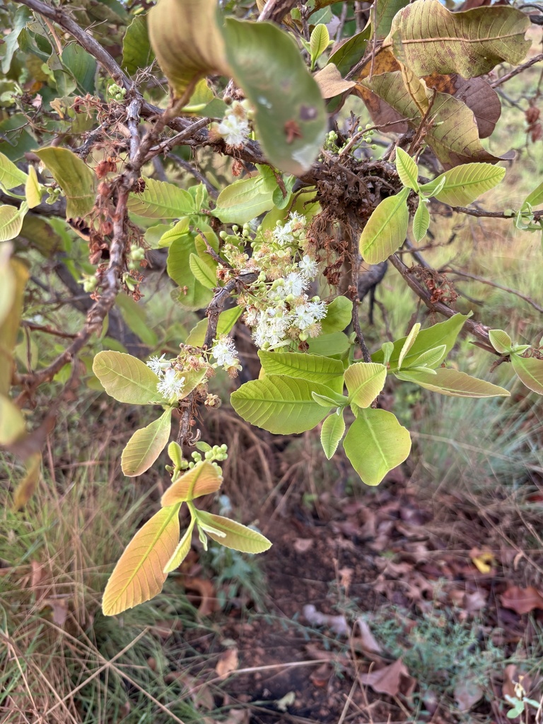 Sandpaper Tree reference