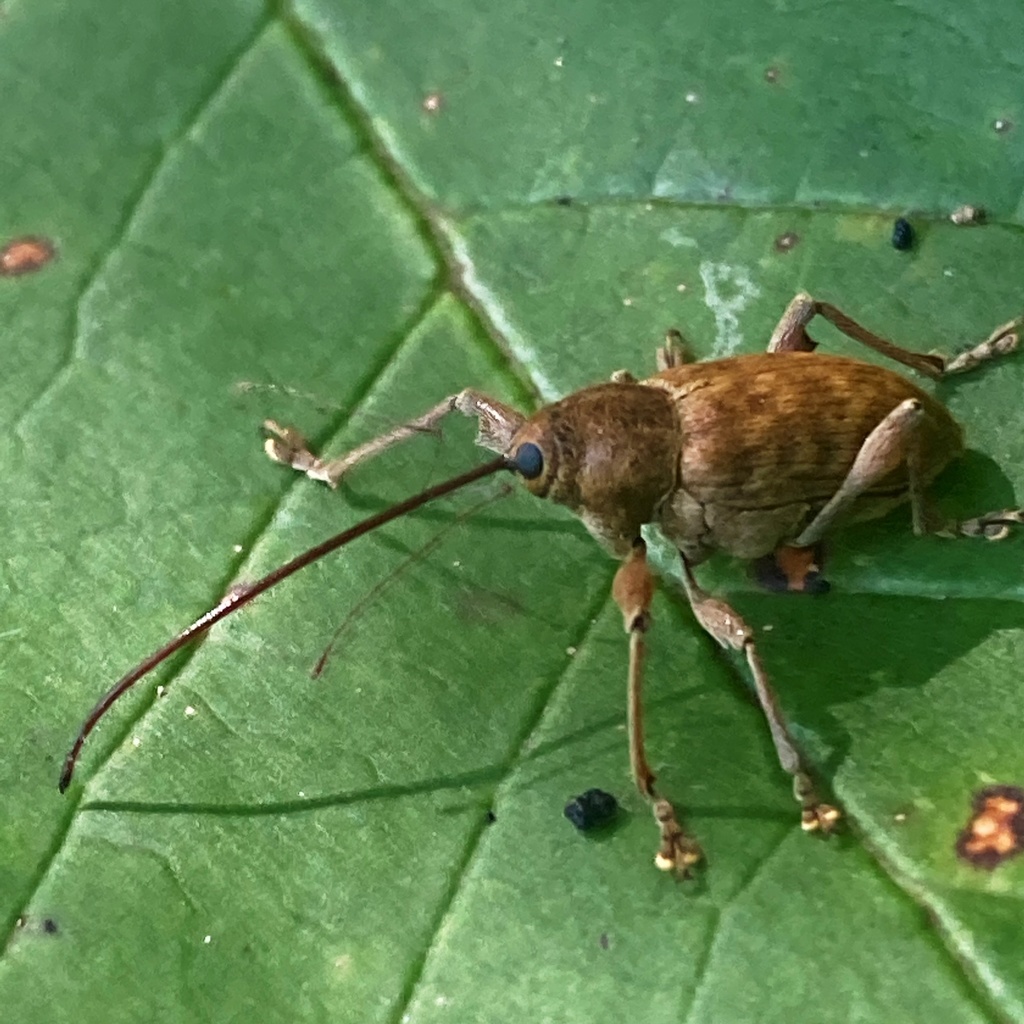 Large chestnut weevil reference