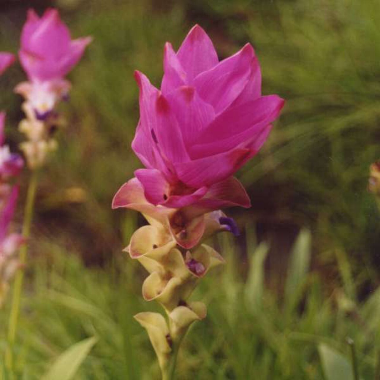 Siam Tulip reference
