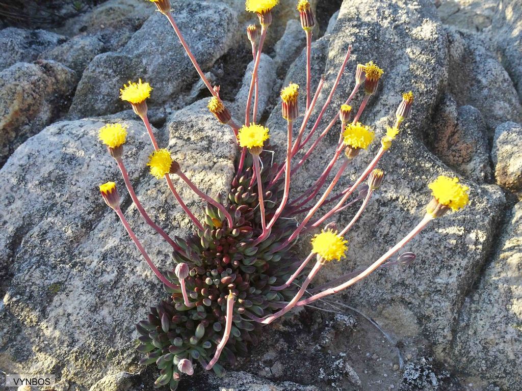 Snake Ragwort reference