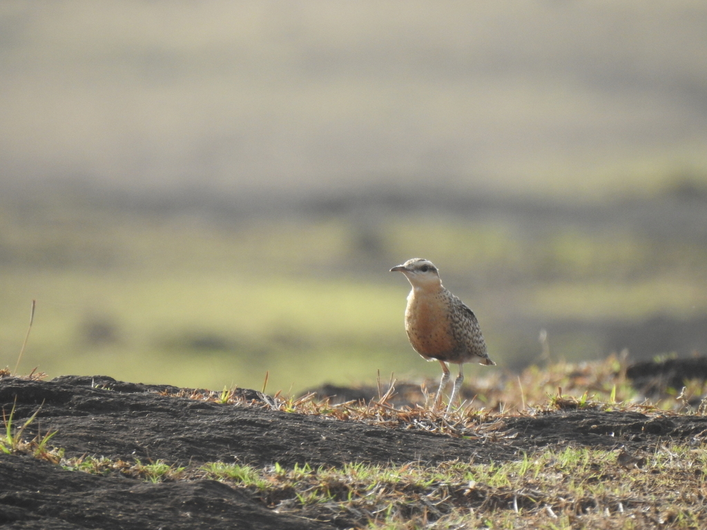 Indian Courser reference
