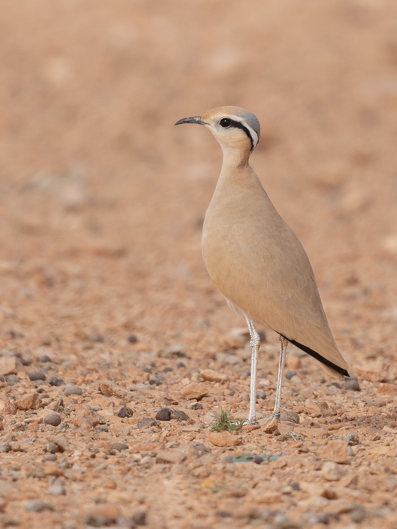 Cream-coloured Courser reference