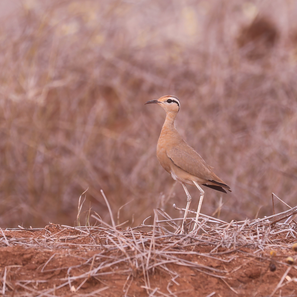 Somali Courser reference