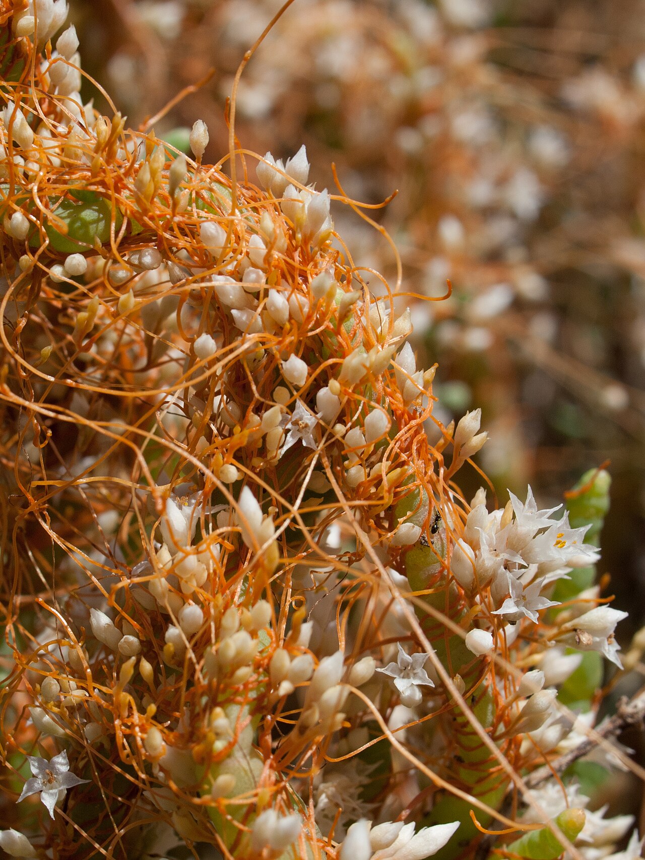Salt Flats Dodder reference