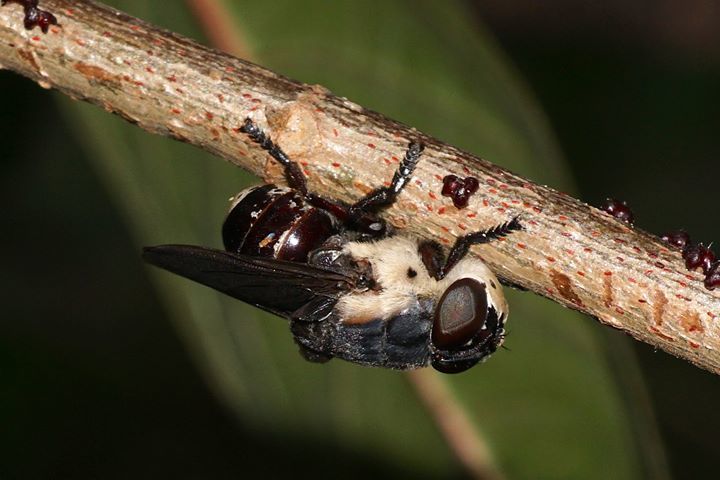 Mouse Bot Fly reference