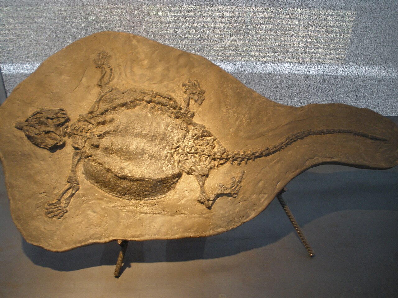Cyamodus hildegardis reference