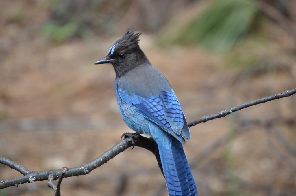Steller's Jay reference