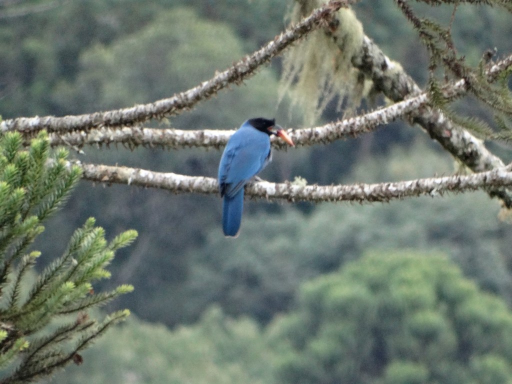 Azure Jay reference
