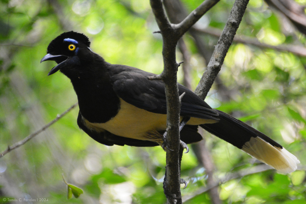 Plush-crested Jay reference