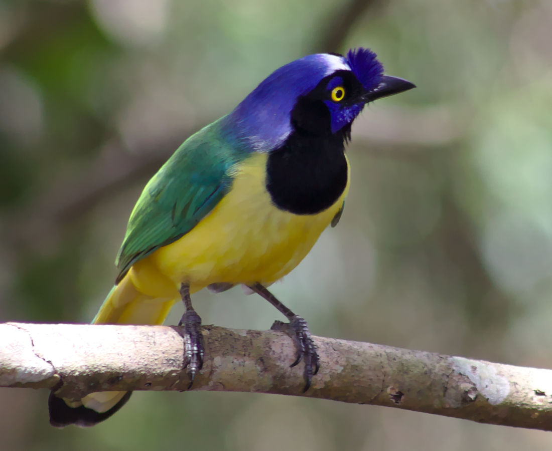 Green Jay reference
