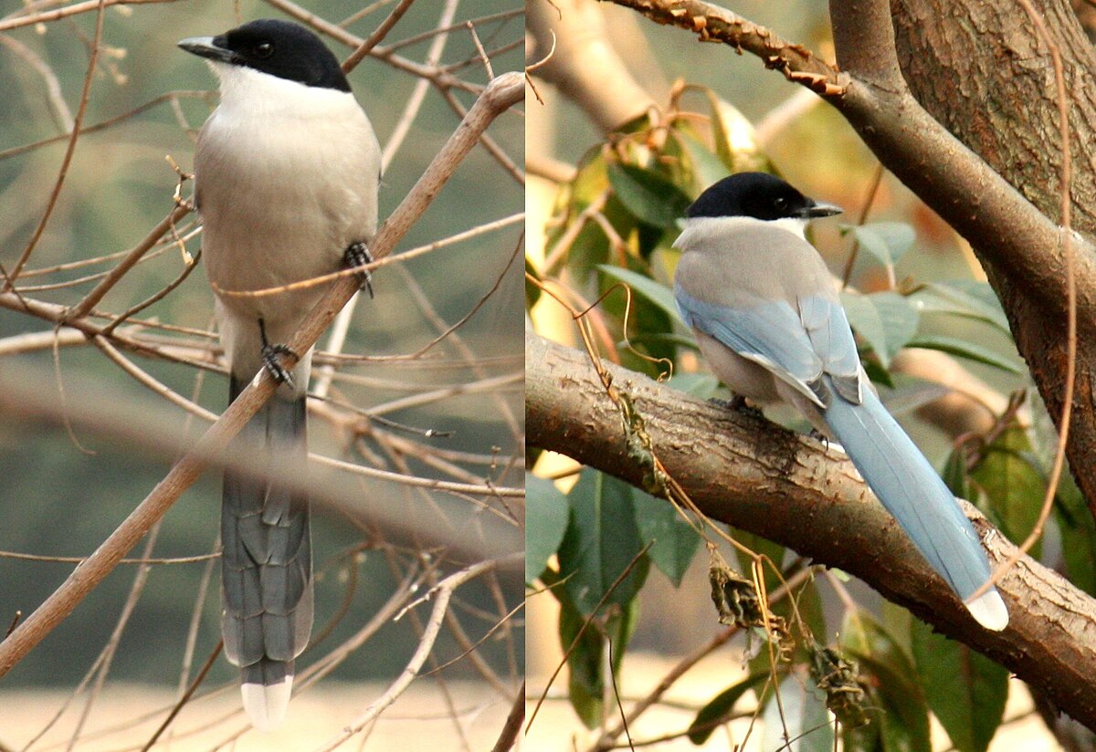 Azure-winged Magpie reference