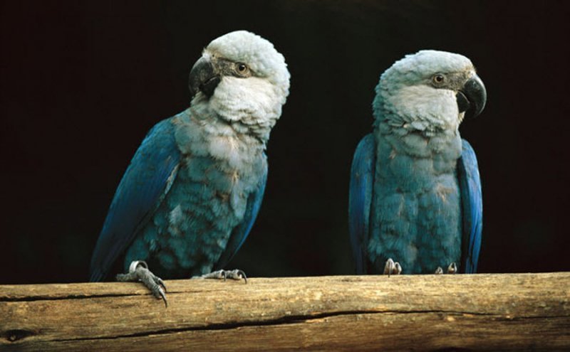 Spix's Macaw reference