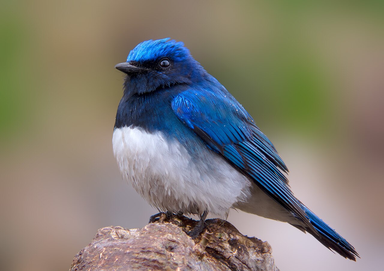 Blue-and-white Flycatcher reference