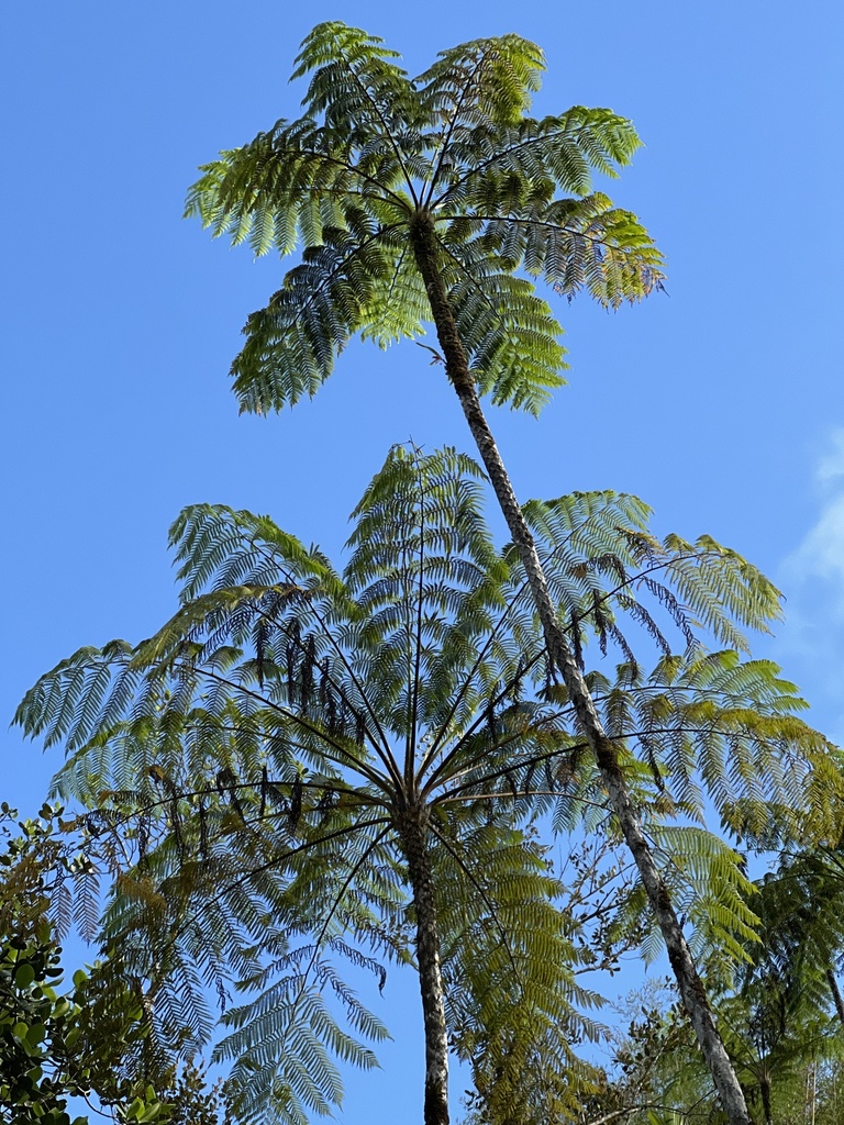 Hispaniolan Tree Fern reference