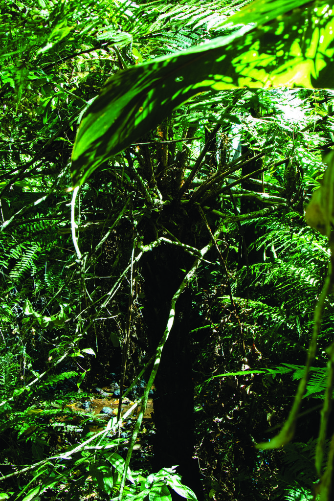 Cyathea atrovirens reference