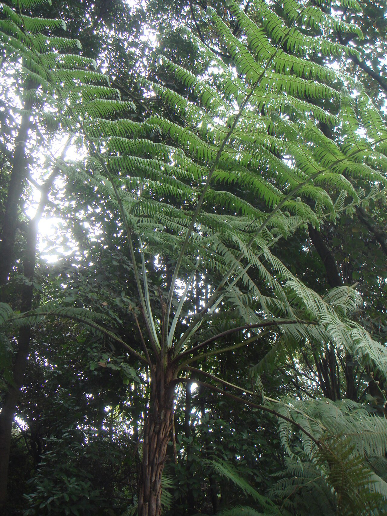 Tree Fern reference