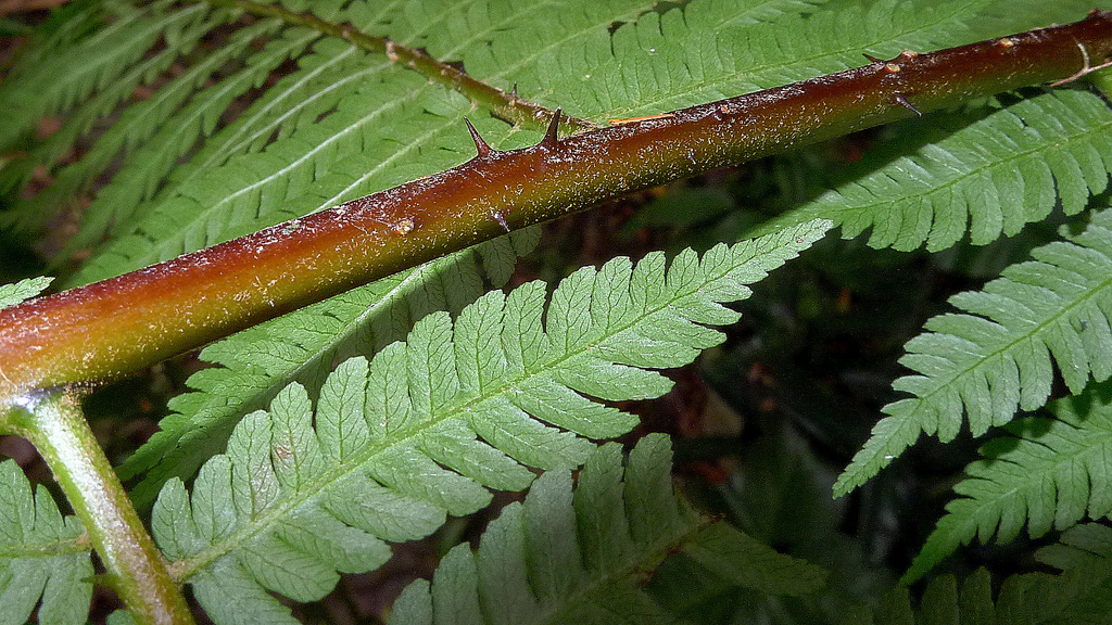 Giant Tree Fern reference