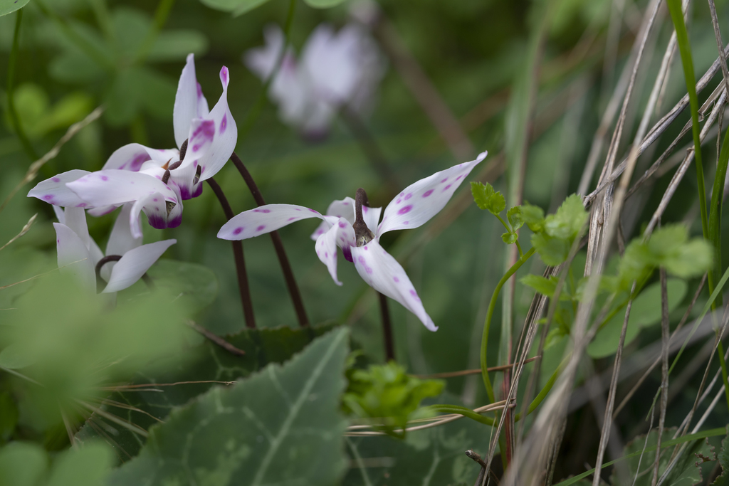 Persian Cyclamen reference