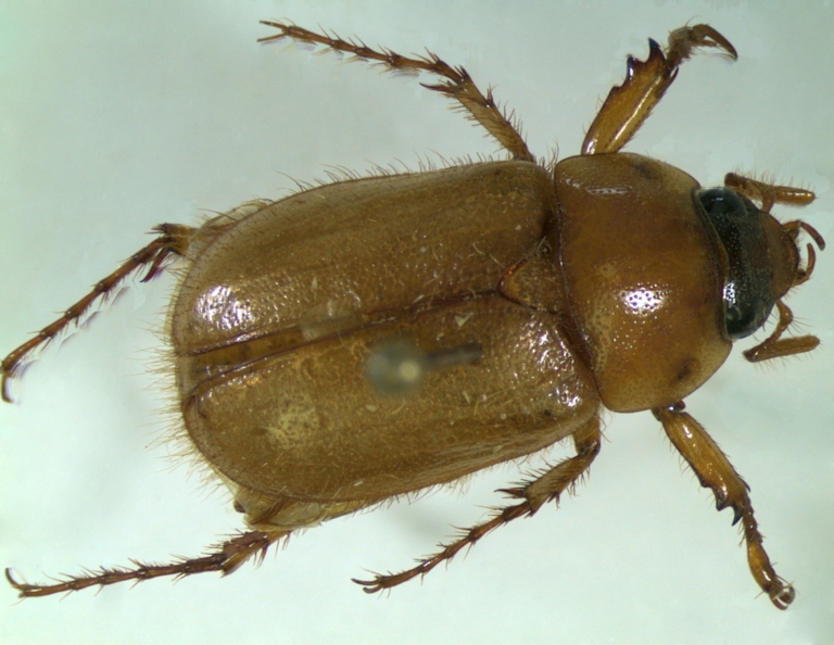 cyclocephala borealis reference