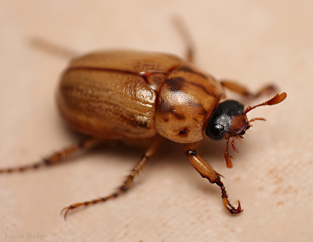Argentinian Scarab reference
