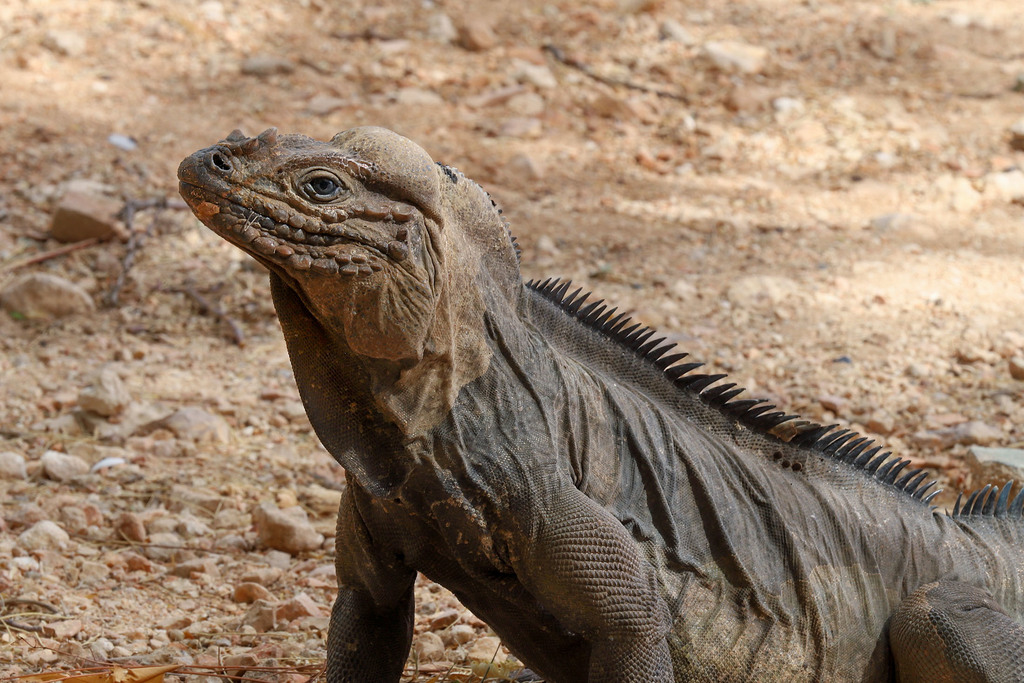 Rhinoceros Iguana reference